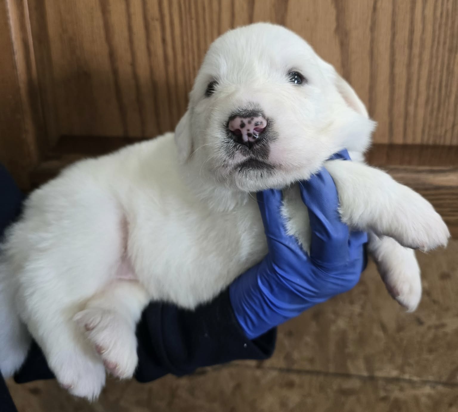 Annabella (red female) (1)