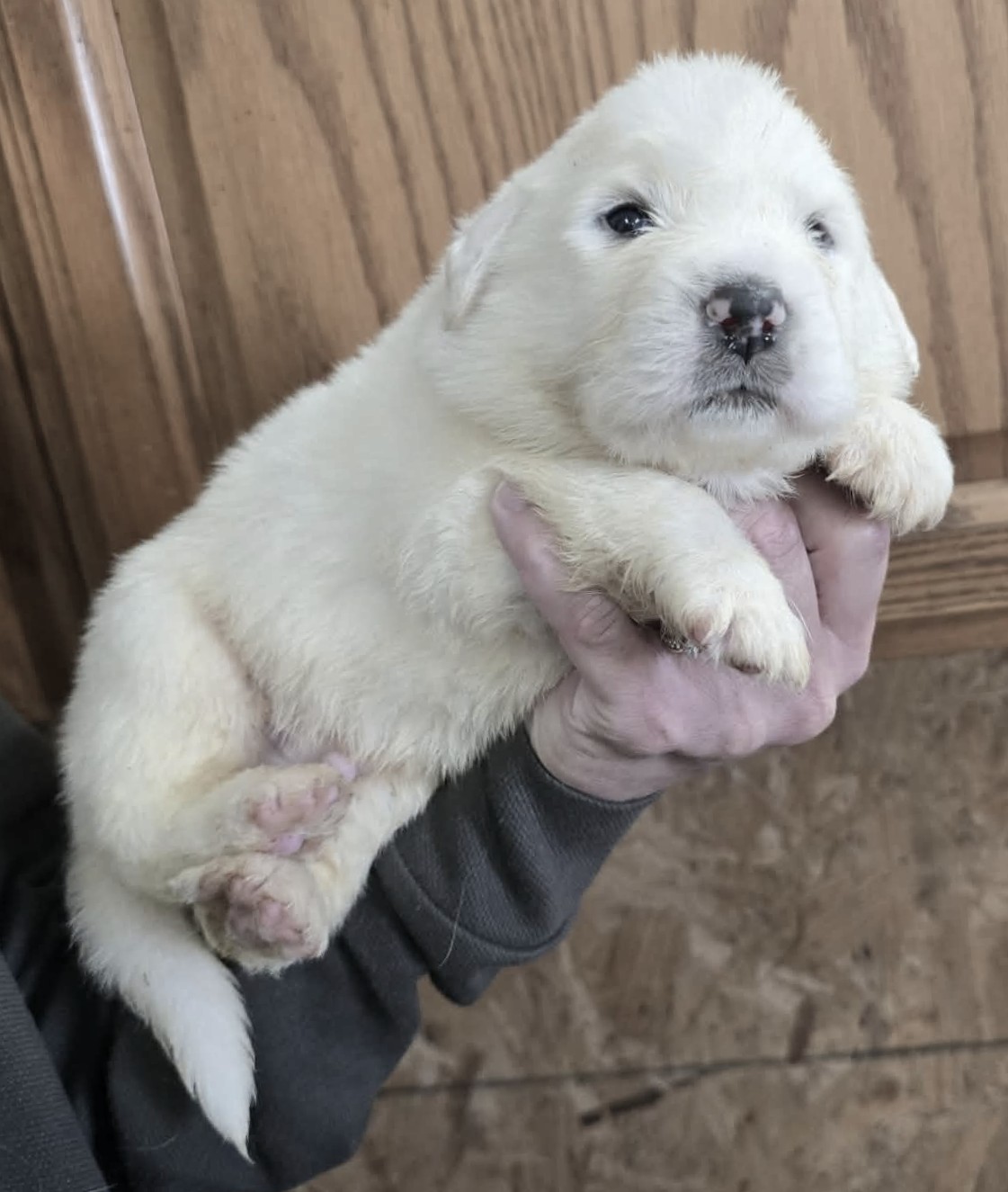 Bourbon (blue male) (4)