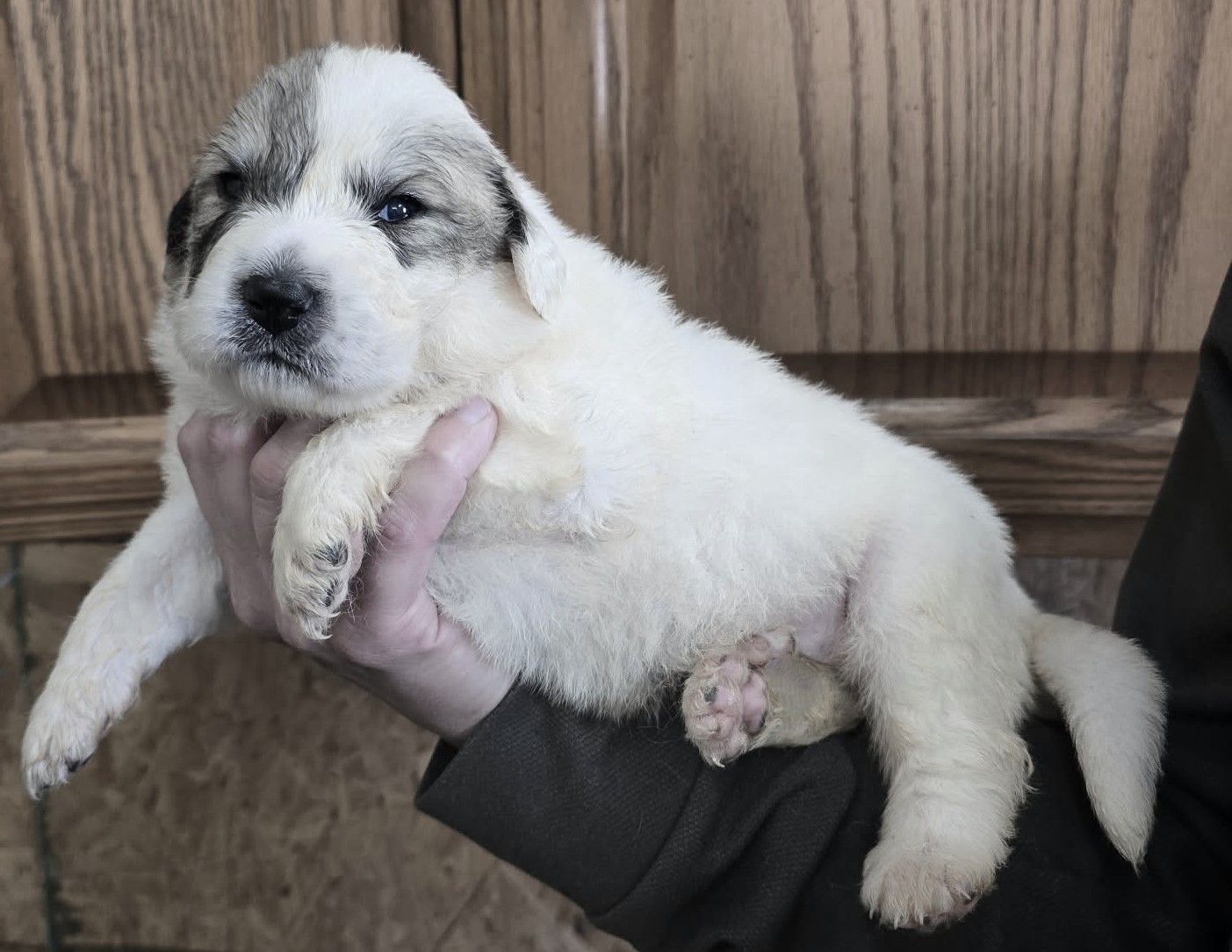 Brandy (light pink female) (9)