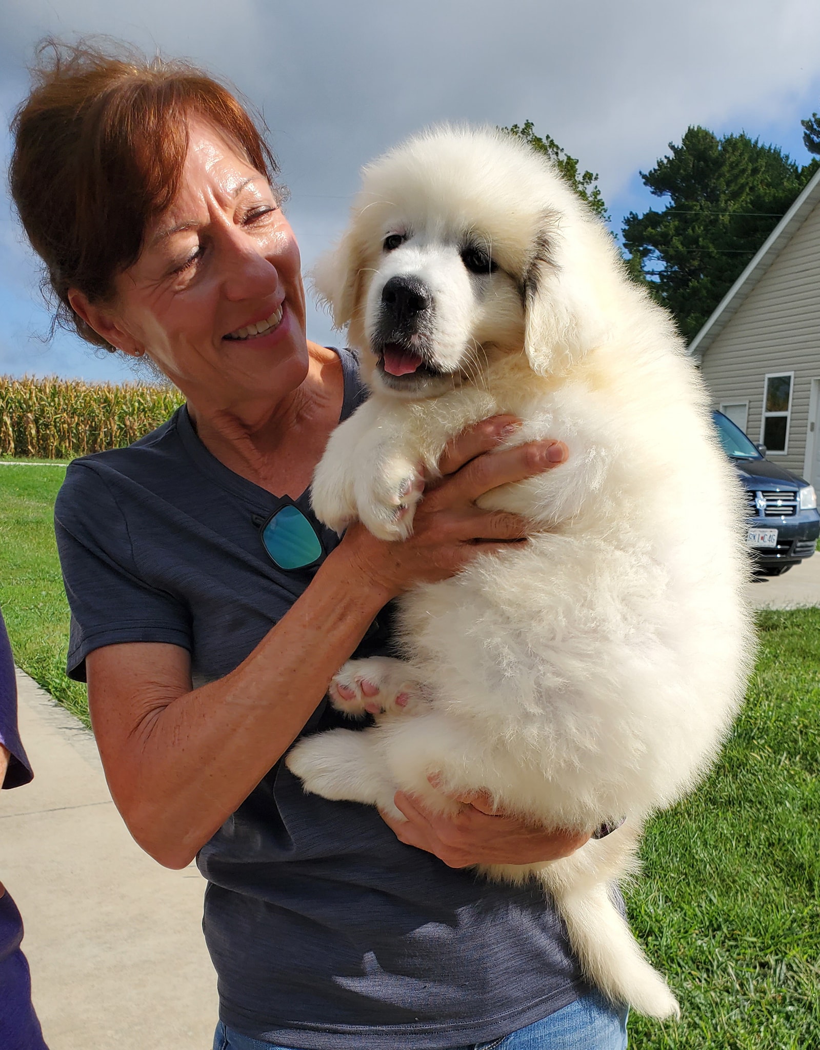 Cotton puppy (green collar)