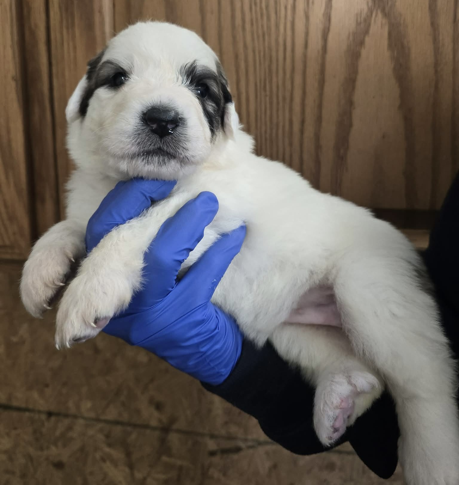 Juliet (white female) (2)