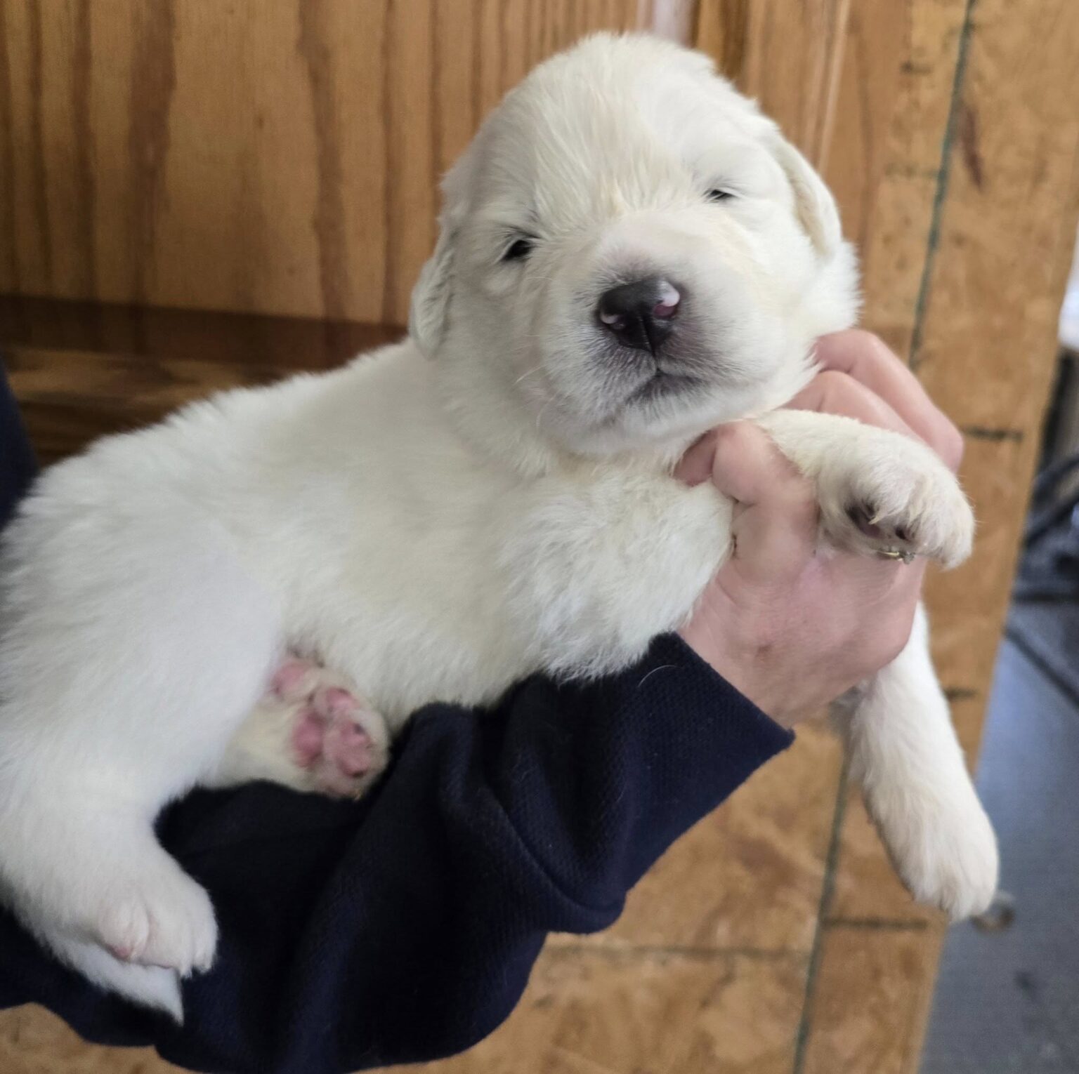 Great Pyrenees Puppies for Sale - Harvest Acres Great Pyrenees