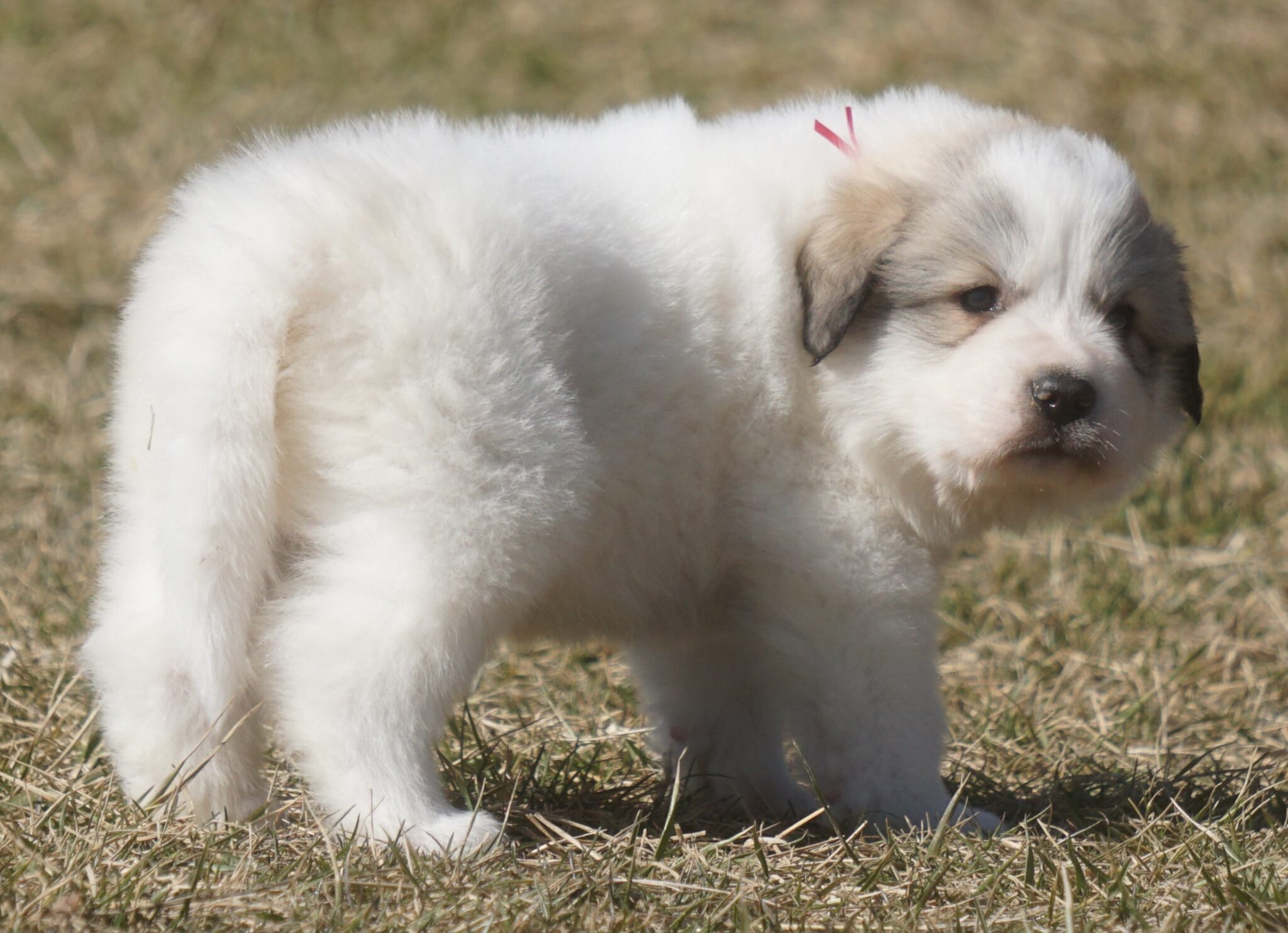 Red male (15) - Harvest Acres Great Pyrenees