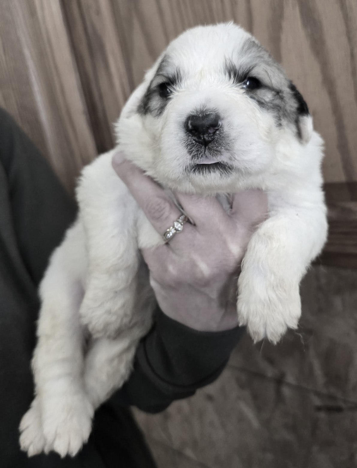 Tequila (yellow male) (7)