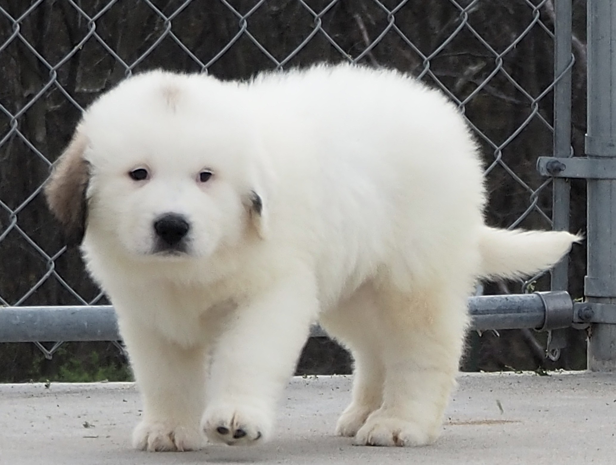 Great Pyrenees Puppies for Sale - Harvest Acres Great Pyrenees
