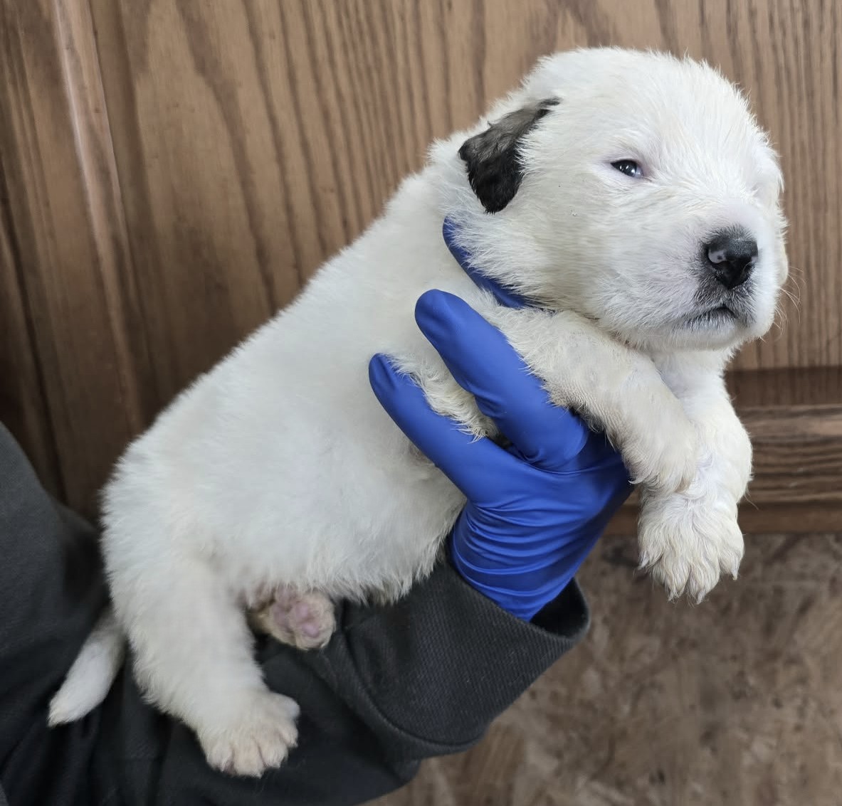 Whiskey (red male) (5)