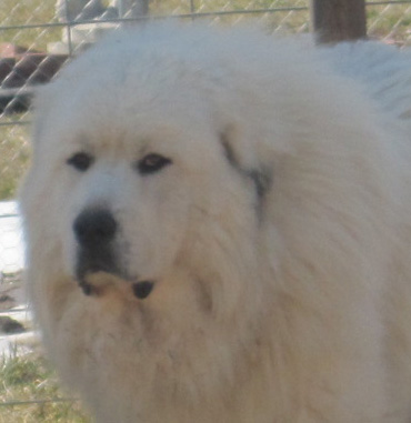 pyrenees puppy price