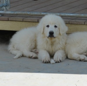 pyrenees-pup-Osito