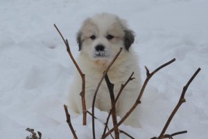 pyrenees-CodaBear