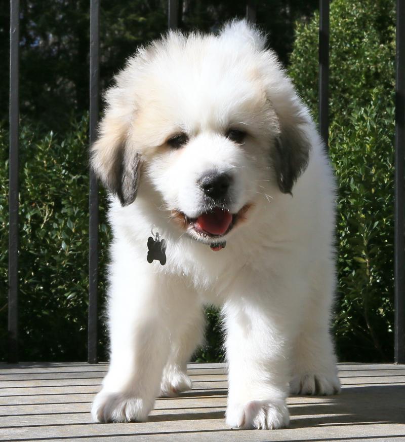 pyrenees puppies in the midwest Harvest Acres Great Pyrenees