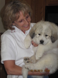 pyrenees-puppy-Annie