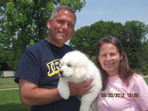 pyrenees-puppy-Sugar