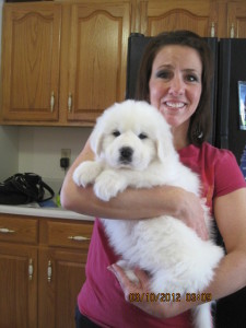 pyrenees-puppy-Titan