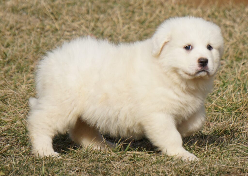 red (31) - Harvest Acres Great Pyrenees