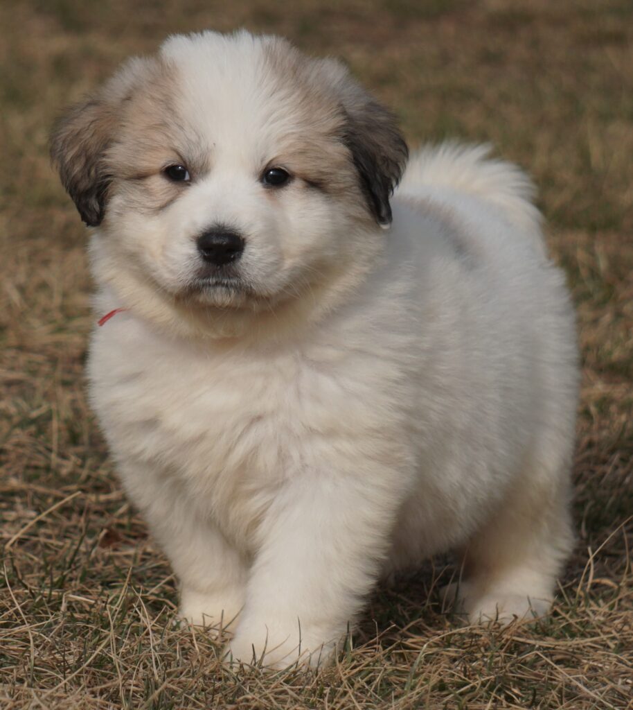 red female (8) - Harvest Acres Great Pyrenees