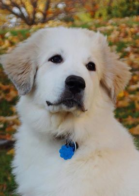 pyrenees-Roxy-4mo