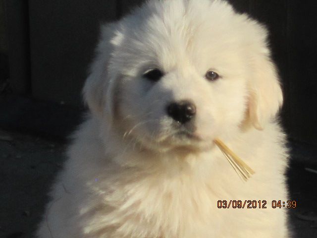 straw puppy